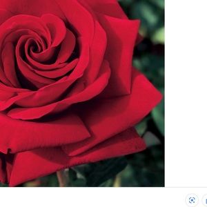 Meet your Posher, Joyce